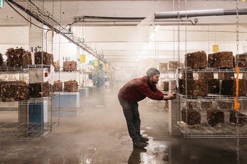 Rencontre avec un agriculteur urbain qui cultive dans un parking souterrain