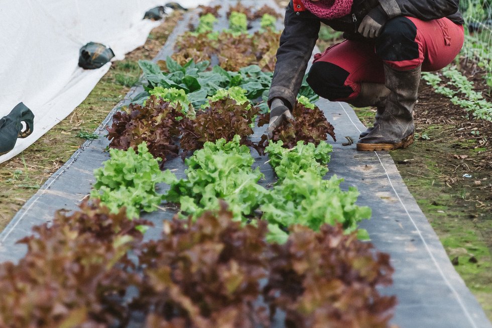 « J’ai tout plaqué pour faire pousser des légumes » : récit d'une (re)convertie