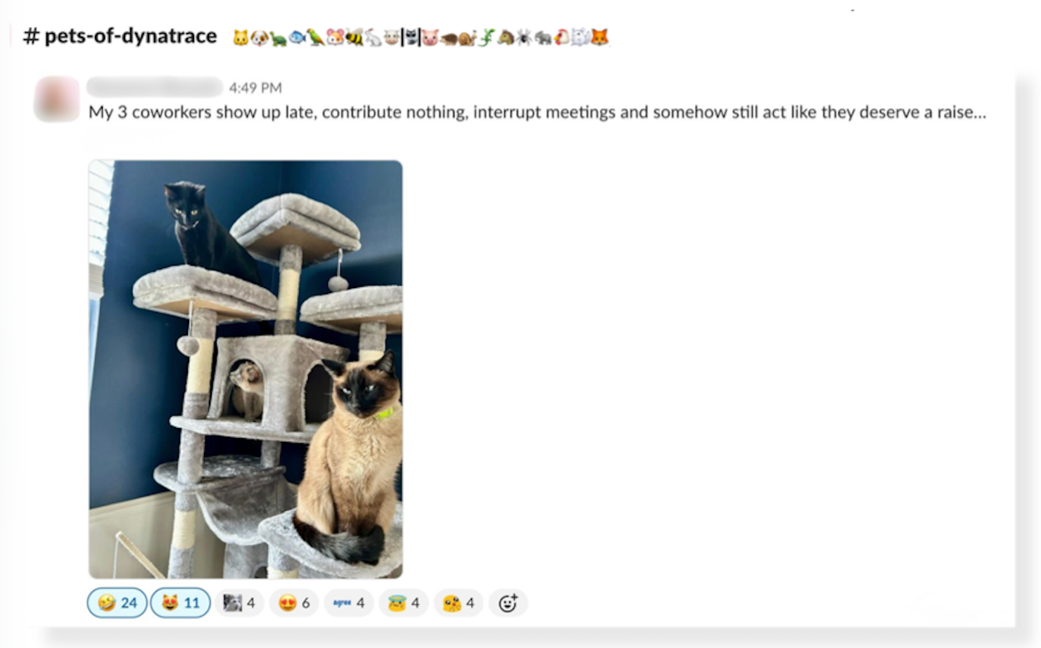 We 💚 the pets of Dynatrace