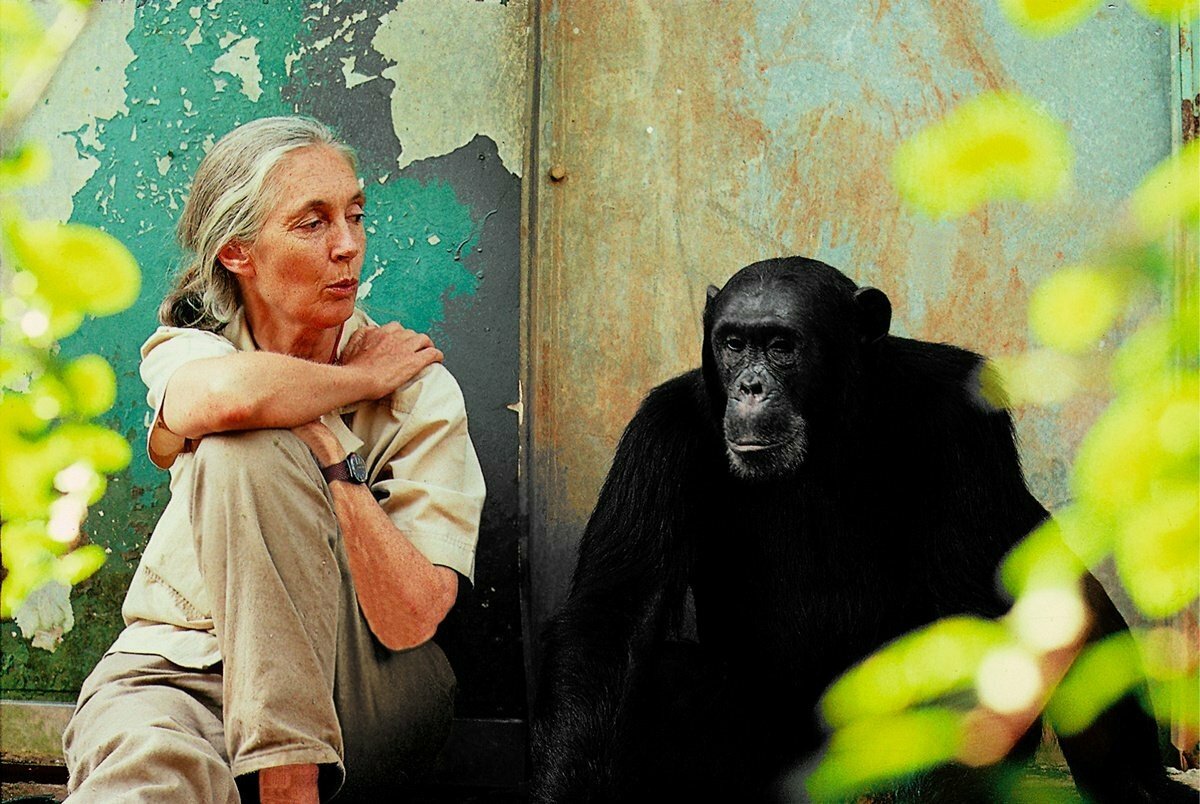 Jane Goodall: Working as an ethologist is one way to take action