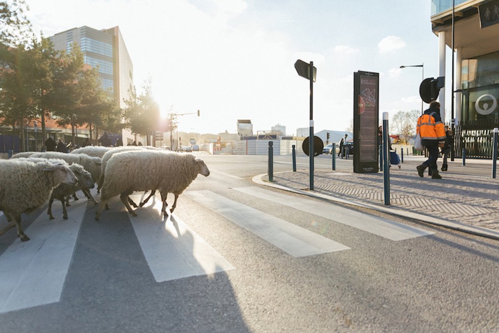 Faire de Paris une ferme : le quotidien unique des Bergers Urbains