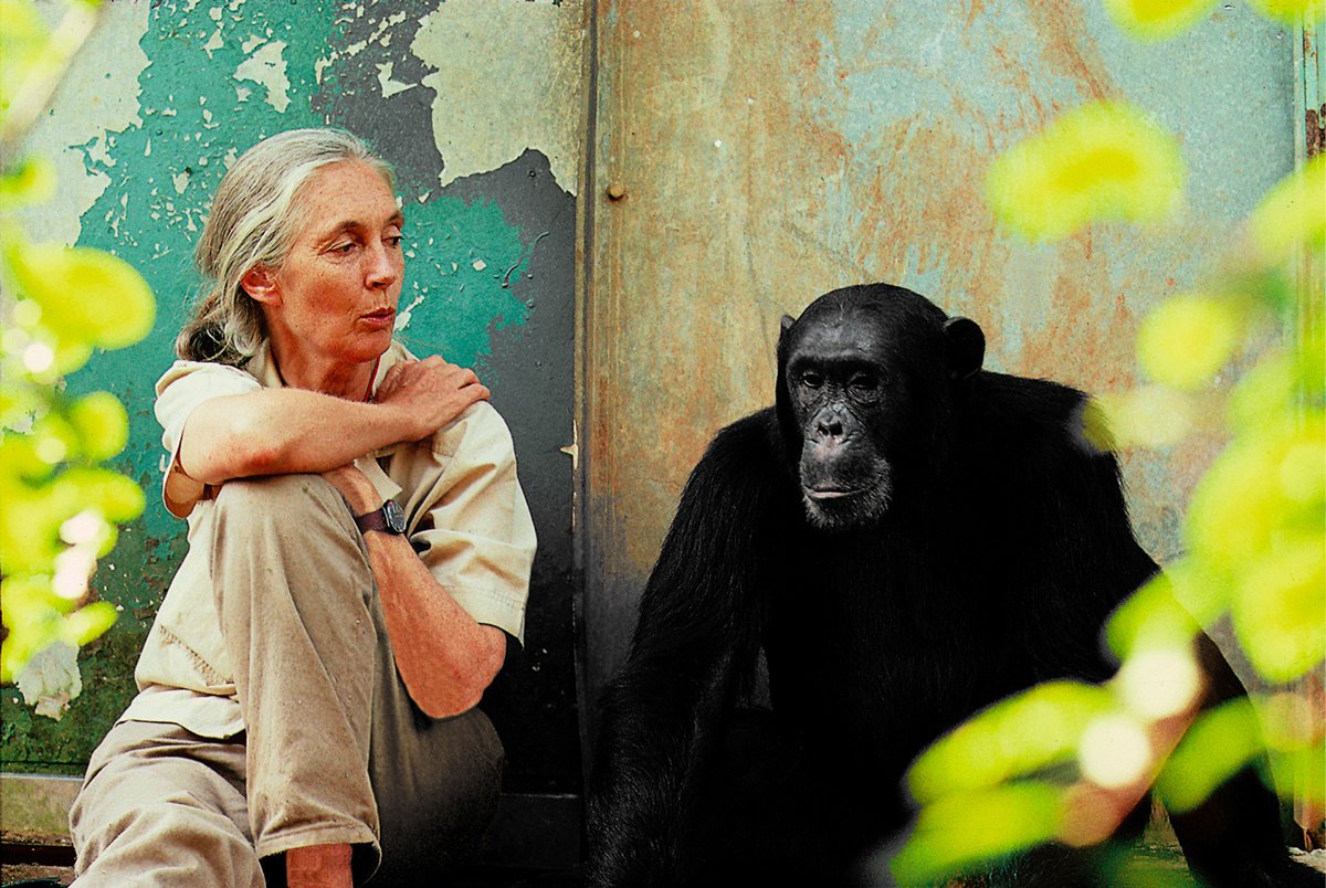 Interview Jane Goodall: travailler et agir pour un monde meilleur