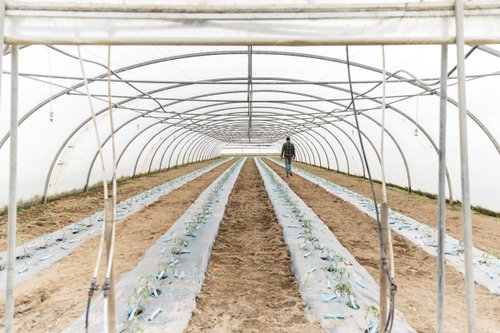 Thibaut Dupont : « On peut être agriculteur et vivre correctement de son travail » 