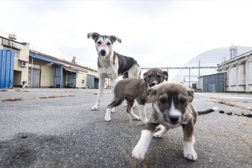 The wild dogs of Chernobyl: the story of the pups born on radioactive wasteland