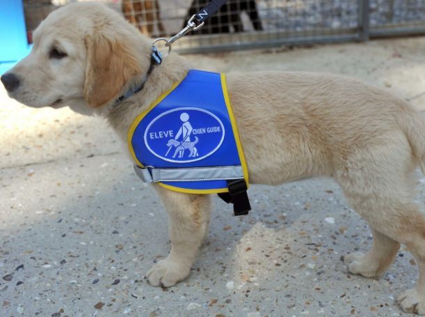 Bienvenue chez Coloplast aux futurs chiens guides d’aveugles ! 🐾